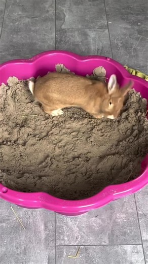 #CuteAndFunny #bunnies #rabbits #rabbitsoftiktok #bunny