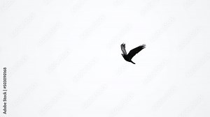 Raven is flying in slow motion. Close-up shot. 100 FPS 4K. Bird in the sky.