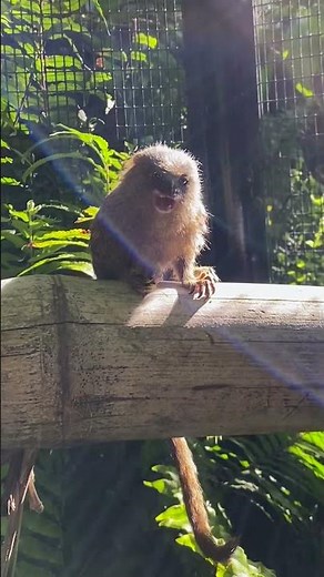 Pygmy Marmoset Sound