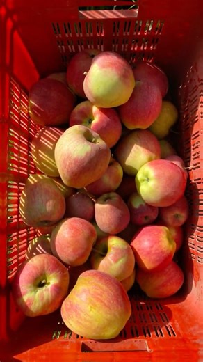 Beautiful Ambri Apple 😮