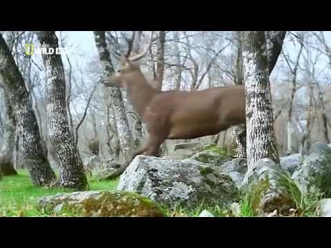 gray wolf hunt red deer
