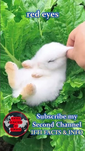 Adorable White Rabbit in Nature