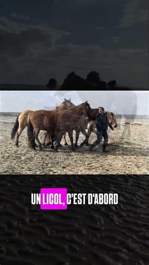 Pourquoi mettre, enlever ou remettre un licol trop vite peut ruiner la relation avec ton cheval