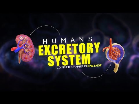 EXCRETORY SYSTEM | Full chapter | Ft. Naveen Kumawat