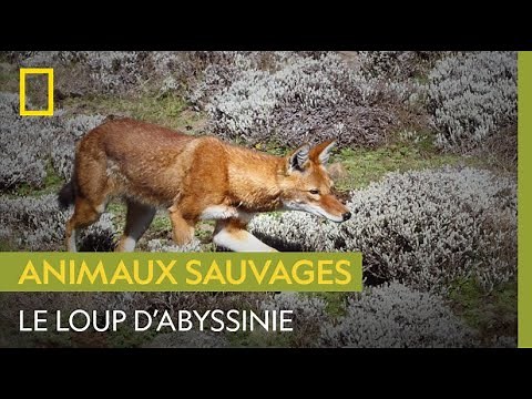 Le loup d'Abyssinie, l'un des plus rares prédateurs au monde