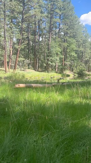 1.4K views · 128 reactions | Wherever you may be in Pinetop-Lakeside, you are surrounded by the magic of nature. | Visit Pinetop-Lakeside, AZ | Facebook