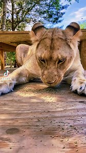 Just for fun: Even big cats like catnip! 🌱 | Happy Jack Cats, Inc.