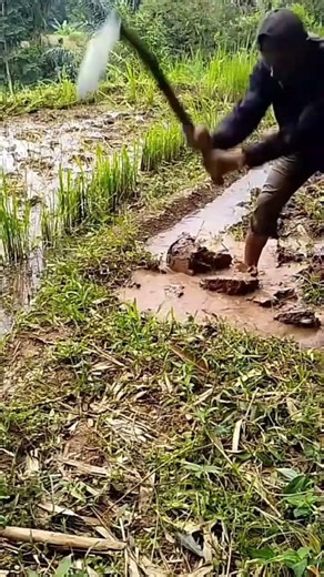 A farmer who is digging land in a fairly large land