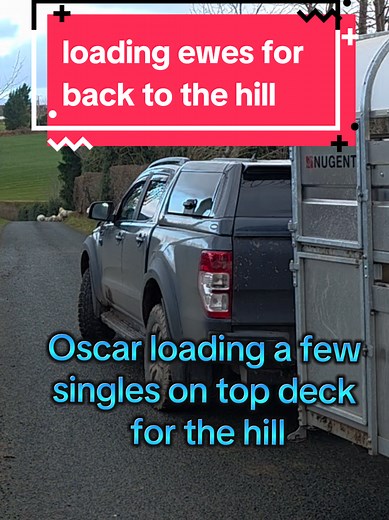 Oscar helping me load some singles ewes that we got scanned during the week. they go back to the mountain for a month and give the grass at home a chance