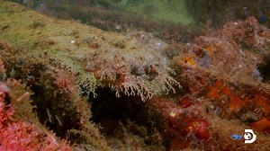 17K views · 512 reactions | There’s no other shark that looks like this! The tasselled wobbegong is a carpet shark with an impressive ability to camouflage. #SharkWeek’s Shark vs Snake: Battle of the Bites is on tonight at 10p on Discovery! | Shark Week | Facebook