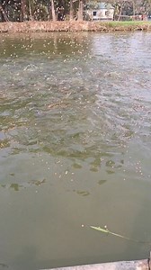 2.6K views · 34 reactions | Fish feeding time  #fishing #fish | Unity Farm | Facebook