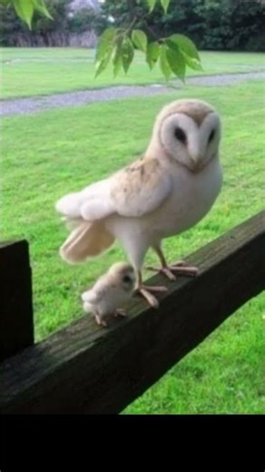 Barn Mama Owl & Baby Owl,Cute Family Moments.🦉