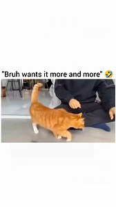 153K views · 4.1K reactions | Cat Cat Cat Cat #cat #cat #cat #cat | The Wonder Cats | Facebook