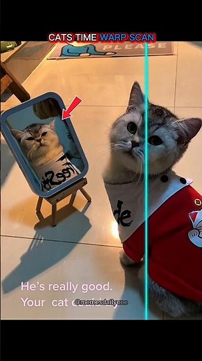 doing dogs time warp scan vs cats🥶 #cat #dog #pets