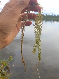 Invasiva främmande arter