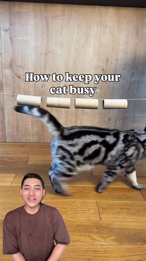 DIY Mainan Mimiw untuk Kucing yang Kreatif