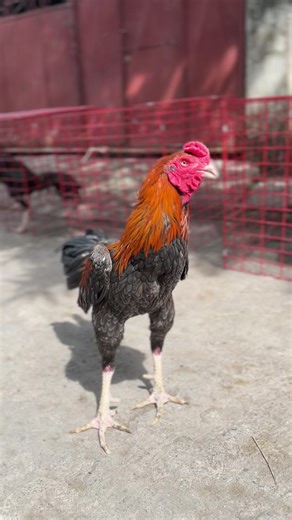 VVIP Drummer Highlights in Gamefowl Events