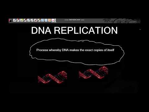 DNA GRADE 12 PART 2 [ ISIZULU ] | DNA REPLICATION