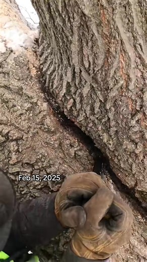 Northern Red Oak (Quercus rubra) this codominant oak was removed to put in an addition to the house. Despite it having a potentially catastrophic defect, it was a healthy, strong specimen and I would say I was 90% sure a wind storm heavy enough to cause failure would also blow the neighborhood houses apart.