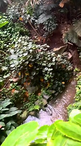 Gehe zwischen Bananen und Papayabäumen auf eine spannende Expedition. Mit rund 600 Pflanzenarten ist der Regenwald des Tropical Islands der größte der Welt! Im Mangrovensumpf tummeln sich Schildkröten, Drachenfische und es gibt noch vieles mehr zu entdecken. Wann startest du in dein Abenteuer?🦩🌴 Go on an exciting expedition between bananas and papaya trees. With around 600 plant species, the rainforest at Tropical Islands is the largest in the world! The mangrove swamp is home to turtles, drag