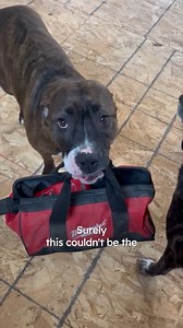 Dog helps around the house 😂 #pittie #shelterdog #cuddlebuddies | Cuddle Buddies