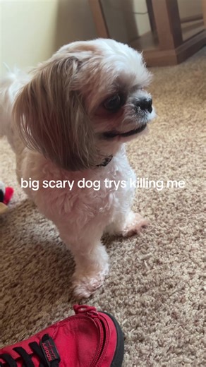 #scary #dog #satire #foryoupage #fyp