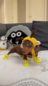Cutest Bee Costume Dog | Happy Lantern Festival Wishes! #pets #dogcostume #cute