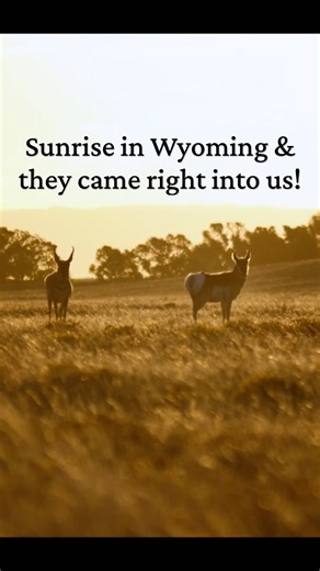Sunrise in Wyoming & We Found Ourselves Right In The Herd | Hunting Pronghorn #westernhunting