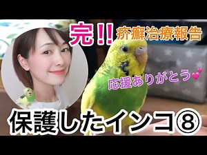 【保護したインコ⑧】完‼︎疥癬治療報告‼︎なんて美人なピッピなの！
