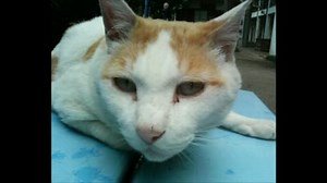 花は咲く(カラオケ)