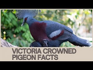Victoria Crowned Pigeon Facts