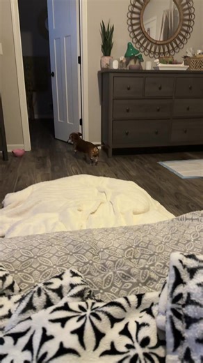 …you’re welcome #viral #viraldog #vent #thehermanator #famous | dog