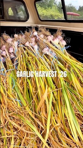 How To Store Your Garlic Harvest.