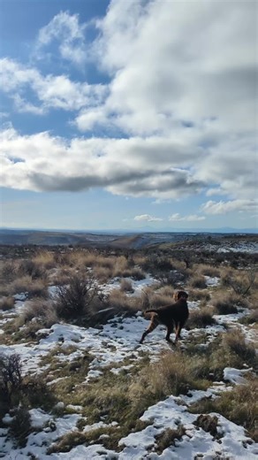 This is Foxy's first year of hunting wild Chukar, she will be 2 in February, she is holding point well and has a great track and retrieve, watch till the end!!!! #chukarhunting #pudelpointer #pnw #oregon #birddogs