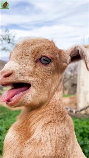 Cute Baby Goat Sounds😍🥰😘