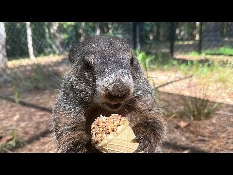Groundhog Day 2024: Georgia's General Beauregard Lee's forecast