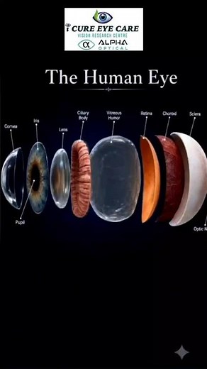 Your Eye Is More Amazing Than You Think! 👁️✨Discover the amazing anatomy of the human eye👀 #human