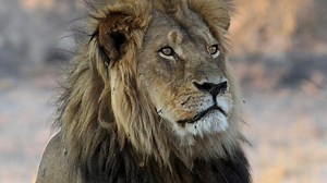 Trophy hunter sparks outcry with killing of collared lion in Zimbabwe