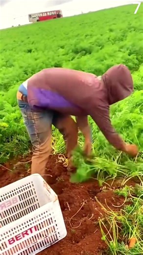 Teknik cerdas panen wortel tanpa alat yang memuaskan #shorts