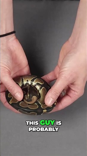 Is This Ball Python A Rare VPI Dream Snake