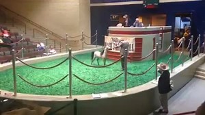 60K views · 345 reactions | High selling horse in the Vermilyea Farm Grand Farewell Auction $62,000.00 Lot #55 | Mini Horse Sales LLC | Facebook