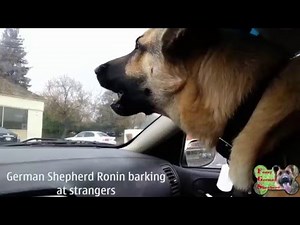 Funny German Shepherds In Car