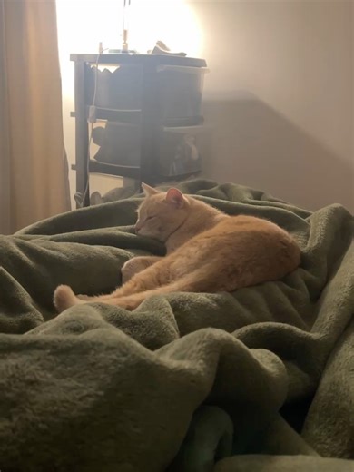 Mr Orange on Instagram: "🤦🏻‍♀️ Very grumpy Mr Orange #mrorange #nov2025"