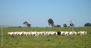 Agribusiness - Cattle, Nellore white cattle, green pasture in Brazil - Livestock