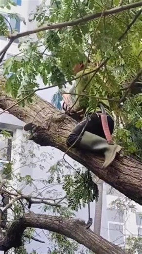 Woodworking project tree feeling Techniques #shortvideo #treecutting #chainsaw