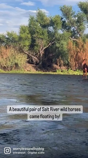Amazing Wild Horse Encounter on the Saltriver