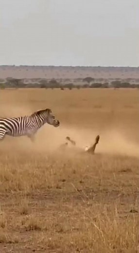 “Zebra’s Kick Sends Lion Flying” #wildlife #animals #safari #lion