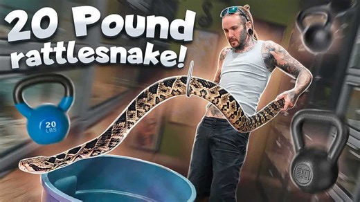 Handling a 20 pound rattlesnake becomes a test of precision
