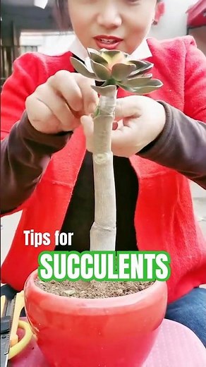 Succulent Grafting 101 🌱 How to Combine Two Varieties for Unique Growth!
