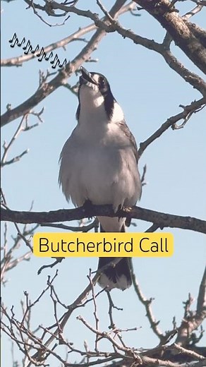 Butcherbird Calls | Most Beautiful Bird Sound You'll Hear! #BirdSounds #Relaxing
